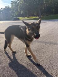 Found/Stray Unknown Dog last seen Civil provisions, Signal Mountain, TN 37377