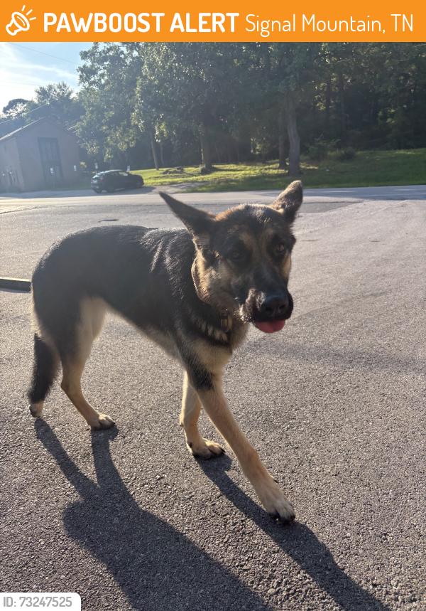 Found/Stray Unknown Dog last seen Civil provisions, Signal Mountain, TN 37377