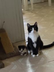 Lost Female Cat last seen Boys and girls club, Chelsea, MA 02150