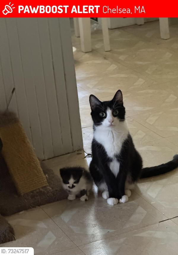 Lost Female Cat last seen Boys and girls club, Chelsea, MA 02150