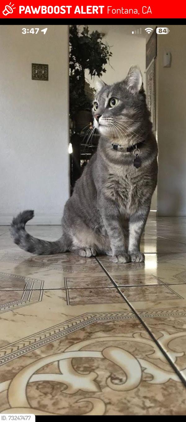 Lost Male Cat last seen Mahogany and Torreypine, Fontana, CA 92337