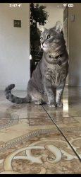 Lost Male Cat last seen Mahogany and Torreypine, Fontana, CA 92337