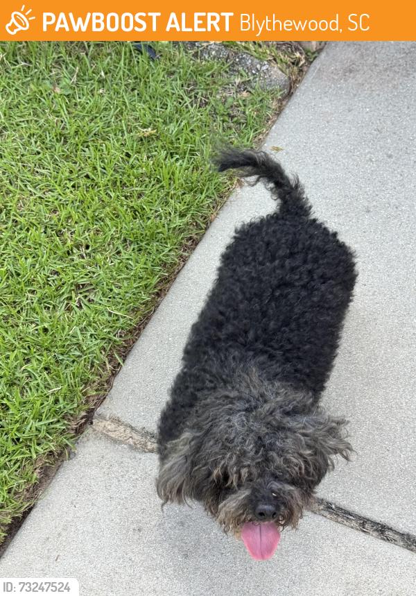 Found/Stray Male Dog last seen Corison Loop, Blythewood, SC 29229