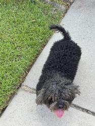 Found/Stray Male Dog last seen Corison Loop, Blythewood, SC 29229