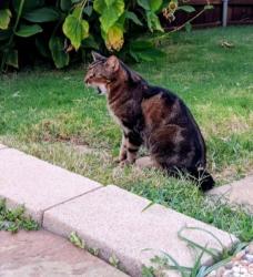 Reunited Female Cat last seen Jewel and seventh, Sachse, TX 75048