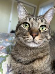 Reunited Male Cat last seen Ramona drive, Pleasant Hill, CA 94523