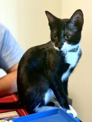 Reunited Female Cat last seen Near Eldridge Rd, Sugar Land, TX 77478, USA, Sugar Land, TX 77478