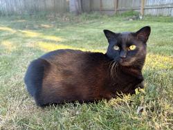 Lost Male Cat last seen Nearest crossroad between SW Binford lake pkwy and SW Battaglia ave, Gresham, OR 97080