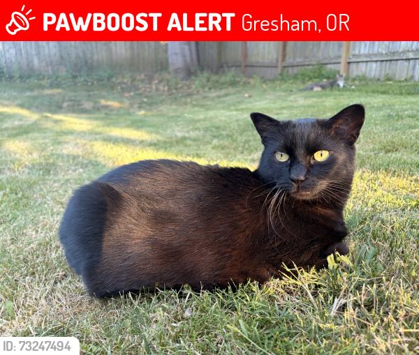 Lost Male Cat last seen Nearest crossroad between SW Binford lake pkwy and SW Battaglia ave, Gresham, OR 97080