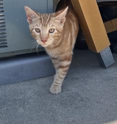 Reunited Male Cat last seen Elaine Street and 178th Street in Artesia by Ross Middle School, Artesia, CA 90701
