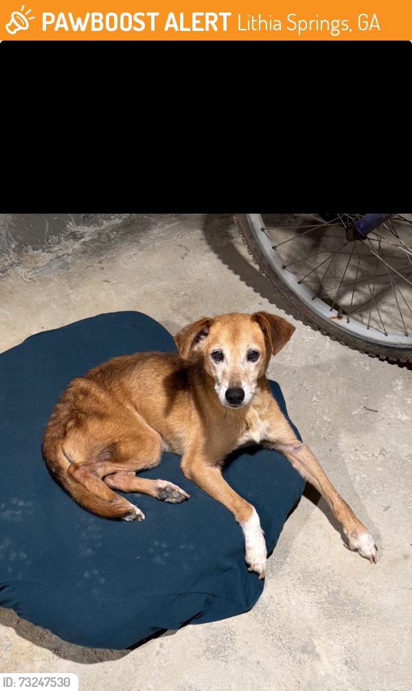 Found/Stray Male Dog last seen Near Mount Vernon Rd Lithia Springs, GA 30122 United States, Lithia Springs, GA 30122