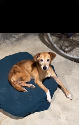 Found/Stray Male Dog last seen Near Mount Vernon Rd Lithia Springs, GA 30122 United States, Lithia Springs, GA 30122