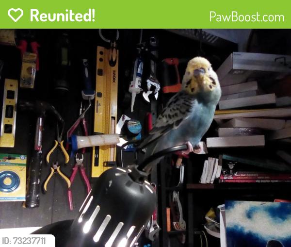 Reunited Female Bird last seen Kenthurst cresent rochedale south 4123, Rochedale South, QLD 4123