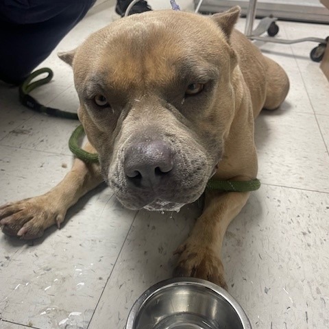 Shelter Stray Male Dog last seen , 12910 Yukon Ave, Hawthorne, CA 90250, USA