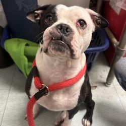 Shelter Stray Male Dog last seen , Animal Care & Control Team of Philly, 111 W Hunting Park Ave, Philadelphia, PA 19140, USA