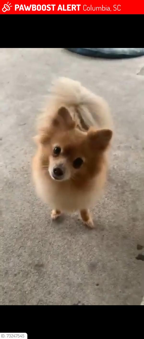Lost Male Dog last seen Raboo. Farms, Columbia, SC 29223