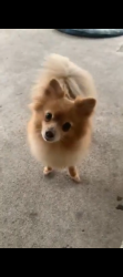 Lost Male Dog last seen Raboo. Farms, Columbia, SC 29223