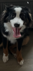 Reunited Male Dog last seen Got under the fence at home., Crandall, TX 75114