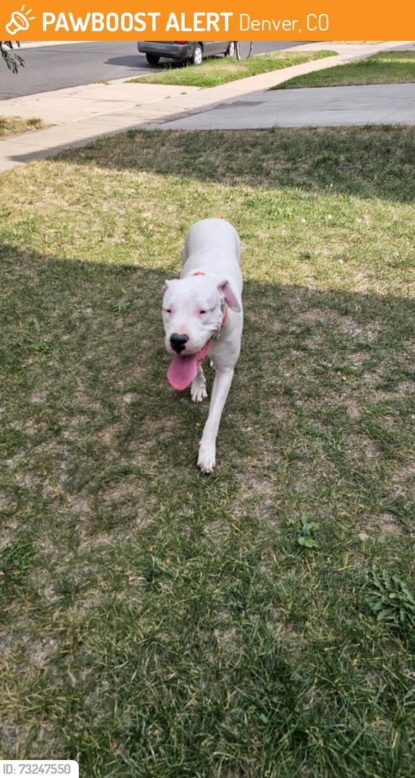 Found/Stray Female Dog last seen Orleans ct, Denver, CO 80249