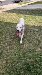 Found/Stray Female Dog last seen Orleans ct, Denver, CO 80249