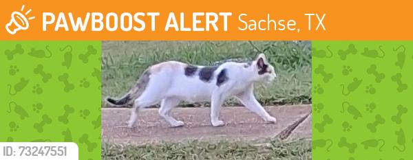 Found/Stray Unknown Cat last seen 7th, Sachse, TX 75048