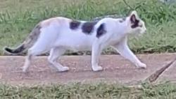Found/Stray Unknown Cat last seen 7th, Sachse, TX 75048