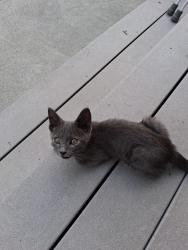 Lost Male Cat last seen West summit ave, Elkton, VA 22827
