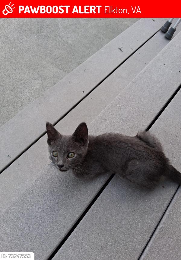 Lost Male Cat last seen West summit ave, Elkton, VA 22827
