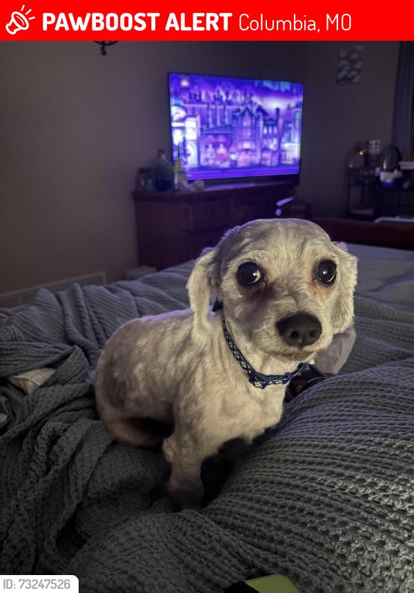 Lost Male Dog last seen Smiley and providence, Columbia, MO 65202