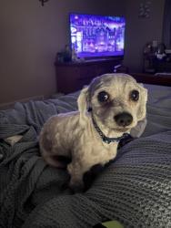 Lost Male Dog last seen Smiley and providence, Columbia, MO 65202