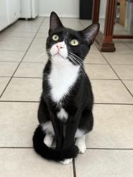 Lost Male Cat last seen Casa place and front beach, Panama City Beach, FL 32413