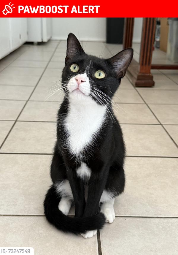 Lost Male Cat last seen Casa place and front beach, Panama City Beach, FL 32413
