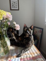 Lost Female Cat last seen Turnagain Elementary School, Anchorage, AK 99517