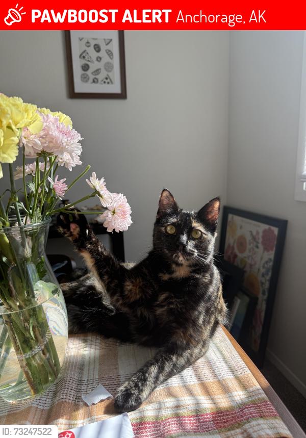 Lost Female Cat last seen Turnagain Elementary School, Anchorage, AK 99517
