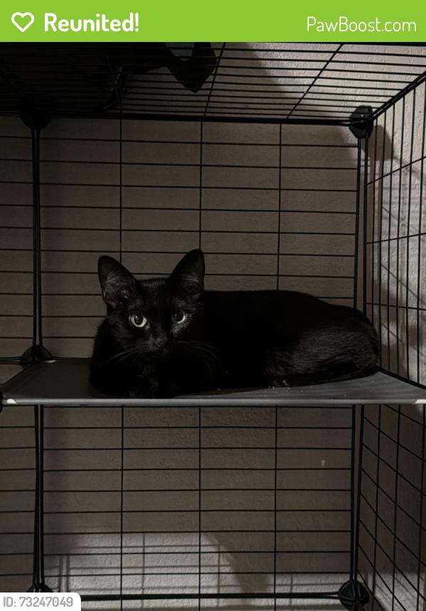 Reunited Female Cat last seen Near 4th st, San Bernardino, CA 92410