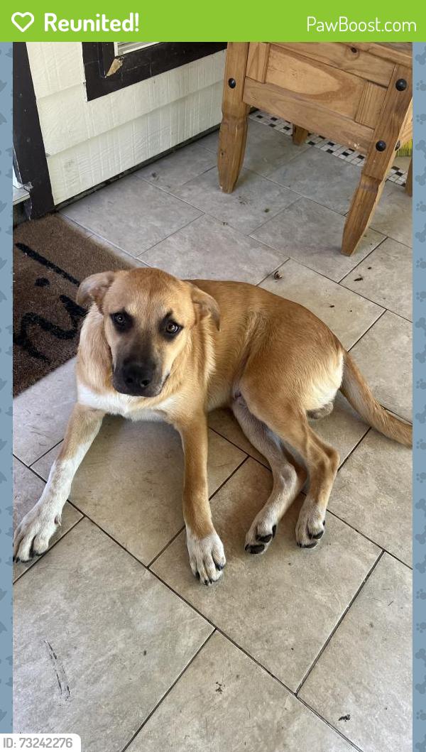Reunited Male Dog last seen SE 14th Street, Grand Prairie, TX 75051