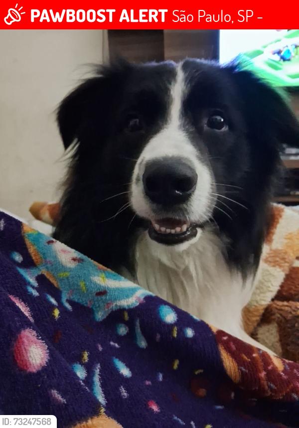 Lost Male Dog last seen Rua irmã Filomena 688, São Paulo, SP 02263-000