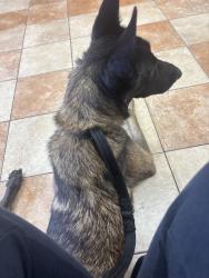 Reunited Male Dog last seen Near N Westgreen Blvd, Katy, TX 77449, USA, Katy, TX 77449