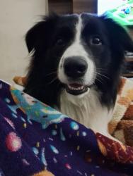 Lost Male Dog last seen Rua irmã Filomena 688, São Paulo, SP 02263-000