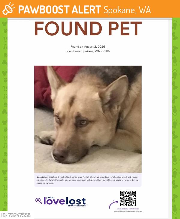 Found/Stray Male Dog last seen Old Trail Fire Evaluation Area, Spokane, WA 99224