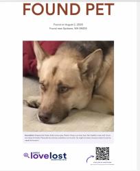 Found/Stray Male Dog last seen Old Trail Fire Evaluation Area, Spokane, WA 99224