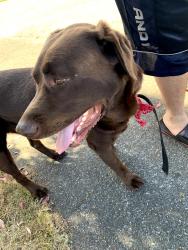 Found/Stray Unknown Dog last seen Spring Street and west buhne., Eureka, CA 95501
