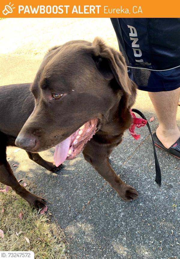 Found/Stray Unknown Dog last seen Spring Street and west buhne., Eureka, CA 95501