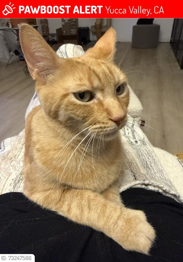 Lost Female Cat last seen Old Woman Springs Road, Yucca Valley, Yucca Valley, CA 92284