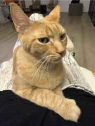 Lost Female Cat last seen Old Woman Springs Road, Yucca Valley, Yucca Valley, CA 92284