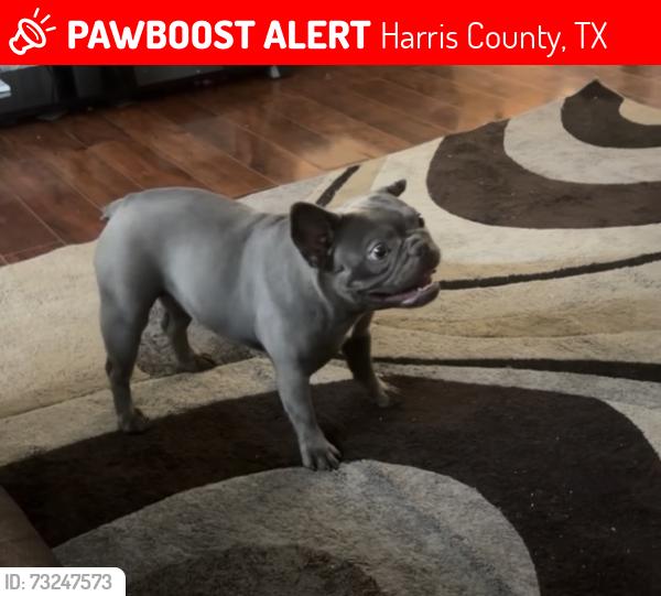 Lost Female Dog last seen Cypresswood hill, Spring, TX 77373