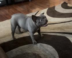 Lost Female Dog last seen Cypresswood hill, Spring, TX 77373