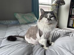 Lost Female Cat last seen NE Everett and 73rd Ave, Portland, OR 97213