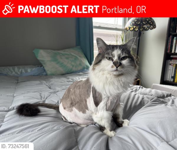 Lost Female Cat last seen NE Everett and 73rd Ave, Portland, OR 97213