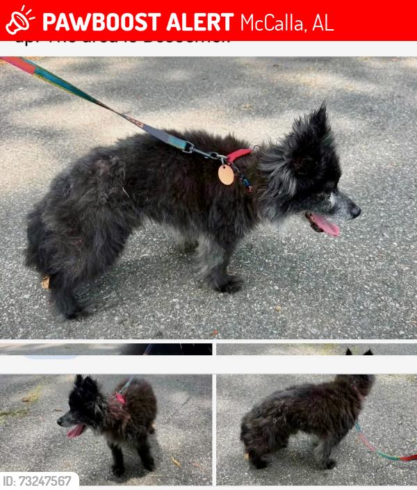 Lost Male Dog last seen Old Tuscaloosa highway, McCalla, AL 35111